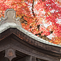 Buy canvas prints of Shrine Roof and Autumn Leaves, Arashiyama, Kyoto by Colin & Linda McKie