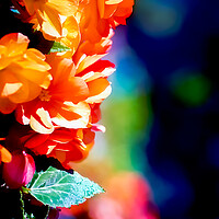 Buy canvas prints of TL0006S - In full bloom by Robin Cunningham