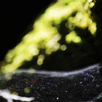 Buy canvas prints of  The Web by James Wood