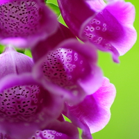 Buy canvas prints of Foxgloves  by James Wood
