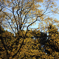 Buy canvas prints of  Autumn Gold by James Wood