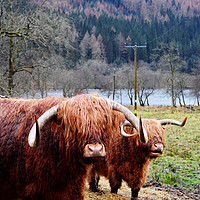 Buy canvas prints of Hairy Coos by James Wood