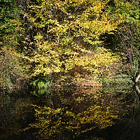 Buy canvas prints of Autumn Reflections by James Wood