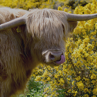 Buy canvas prints of  Hairy Coo! by Ann McGrath