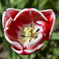 Buy canvas prints of  Red Tulip by Ann McGrath