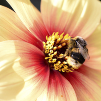 Buy canvas prints of  Close up of Bee on a Flower by Ann McGrath
