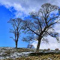 Buy canvas prints of Trees Pentland Hills, Scotland by Ann McGrath