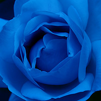 Buy canvas prints of Blue Rose by Ann McGrath