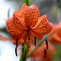 Buy canvas prints of Tiger Lily Flower by Ann McGrath