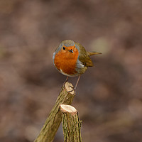 Buy canvas prints of Robin in Winter by Ann McGrath