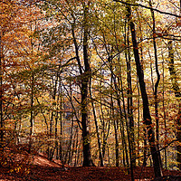 Buy canvas prints of Autumnal Trees Edinburgh, Scotland by Ann McGrath