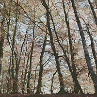 Buy canvas prints of Painted Trees by Ann McGrath