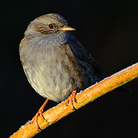 Buy canvas prints of Dunnock in the Wild by Ann McGrath