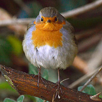Buy canvas prints of Robin in the Wild by Ann McGrath
