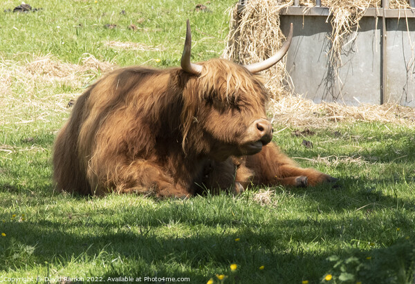 A large brown Highland cow in a grassy field Picture Board by Photogold Prints