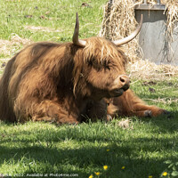 Buy canvas prints of A large brown Highland cow in a grassy field by Photogold Prints