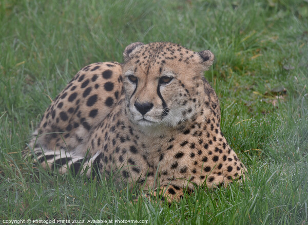 A cheetah sitting in the grass Picture Board by Photogold Prints