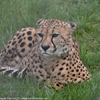 Buy canvas prints of A cheetah sitting in the grass by Photogold Prints