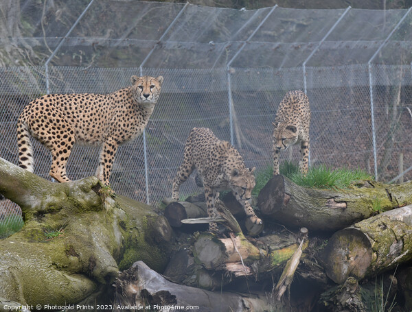 Three cheetahs sitting together Picture Board by Photogold Prints