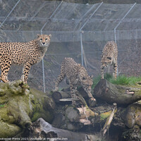 Buy canvas prints of Three cheetahs sitting together by Photogold Prints