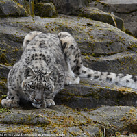 Buy canvas prints of  snow leopard ascending rocks by Photogold Prints