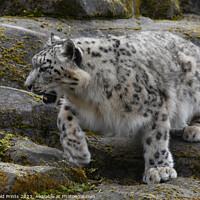 Buy canvas prints of  snow leopard on the rocks by Photogold Prints