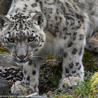 Buy canvas prints of  snow leopard on the rocks by Photogold Prints