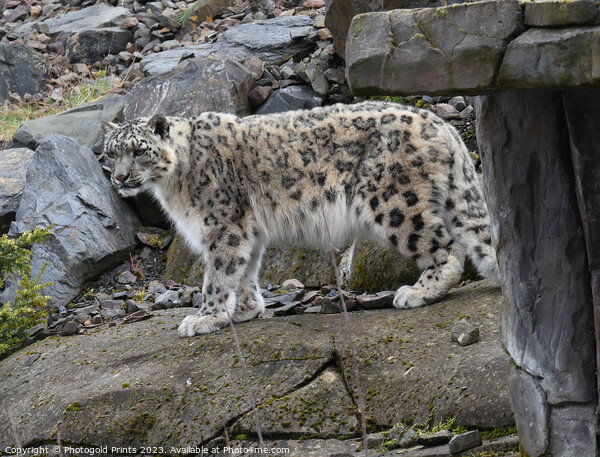  snow leopard on the prowl Picture Board by Photogold Prints