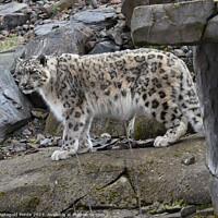 Buy canvas prints of  snow leopard on the prowl by Photogold Prints