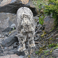Buy canvas prints of  snow leopard looking for food on a rocky hillside by Photogold Prints