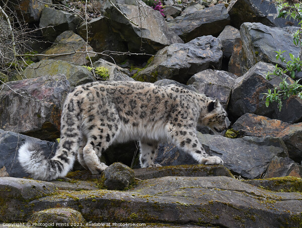  snow leopard on the prowl looking for food on a rocky hillside  Picture Board by Photogold Prints