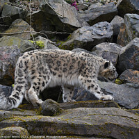 Buy canvas prints of  snow leopard on the prowl looking for food on a rocky hillside  by Photogold Prints