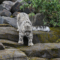Buy canvas prints of  snow leopard looking for food running down a rocky hillside  by Photogold Prints