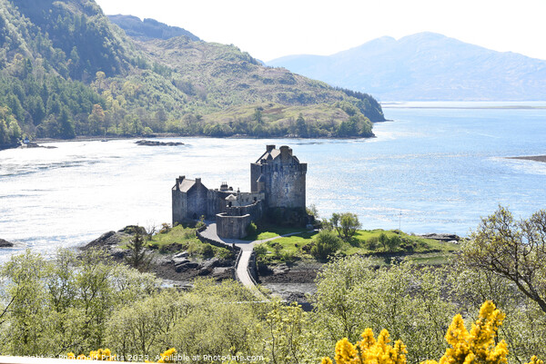 Eilean Donan Castle, the Highlands , Scotland Picture Board by Photogold Prints