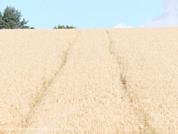 Click to show how this picture will look as a piece of wall art
