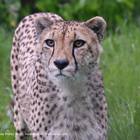 Cheetah : Powerful Wildlife Portrait