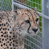 Graceful Cheetah in the zoo