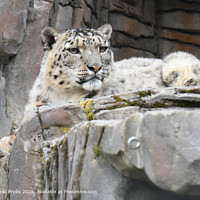 Snow Leopard looking for prey