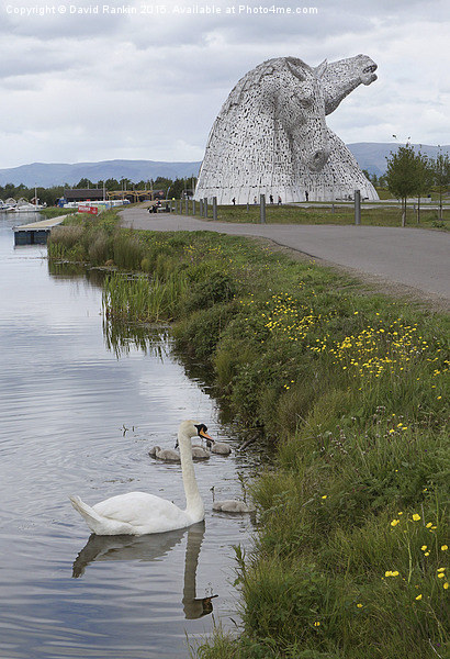  the Kelpies in Helix Park , Scotland   Picture Board by Photogold Prints