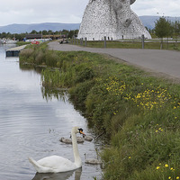 Buy canvas prints of  the Kelpies in Helix Park , Scotland   by Photogold Prints