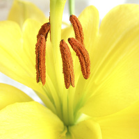 Buy canvas prints of  Asiatic lily by Photogold Prints