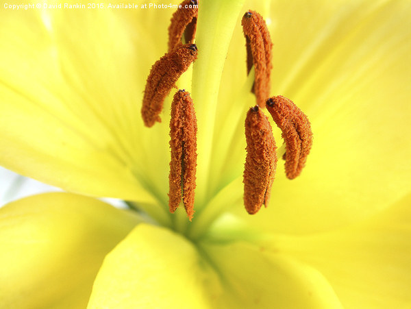  yellow  Asiatic lily Picture Board by Photogold Prints