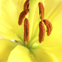 Buy canvas prints of  yellow  Asiatic lily by Photogold Prints