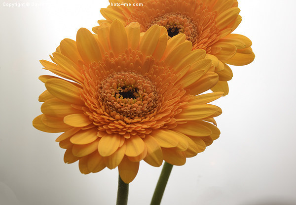  yellow gerbera flowers Picture Board by Photogold Prints