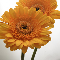 Buy canvas prints of  yellow gerbera flowers by Photogold Prints