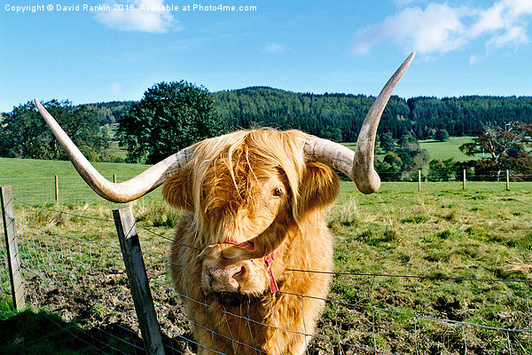  Highland cow Picture Board by Photogold Prints