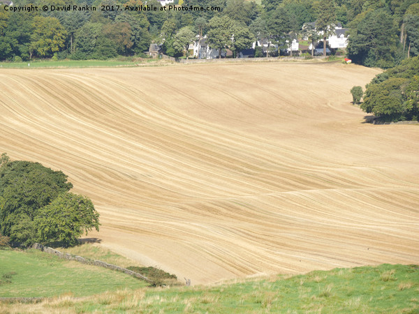 crop lines in wheat field near Linlithgow, West Lo Picture Board by Photogold Prints