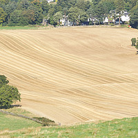 Buy canvas prints of crop lines in wheat field near Linlithgow, West Lo by Photogold Prints