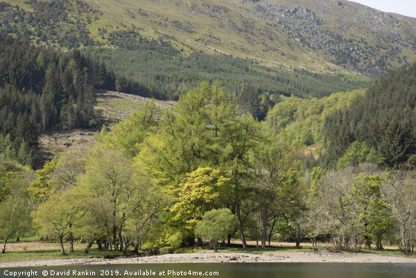 shoreline at Loch Lubhair, near Crianlarich, the H Picture Board by Photogold Prints