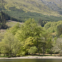 Buy canvas prints of Loch Lubnaig, near Callendar in the Highlands of S by Photogold Prints